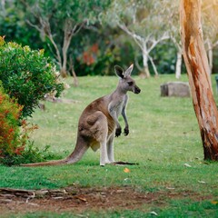 Outback Encounter: Australia's National Animal Kangaroo Grazing in the Garden"