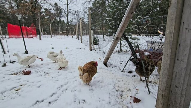 Cage free hens and white ducks standing on layer of snow in outdoor enclosure. 