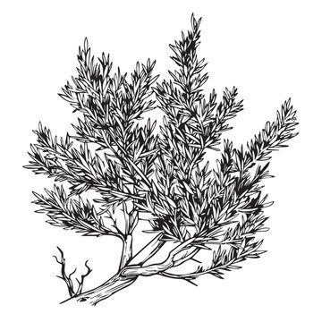 Juniper in cartoon, doodle style . Image for t-shirt, web, mobile apps and ui. Isolated 2d vector illustration in logo, icon, sketch style, Eps 10, black and white. AI Generative