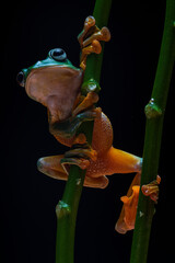 Green frog on tree branch with black background