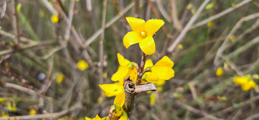 Forsythia in spring, Easter, Easter flower