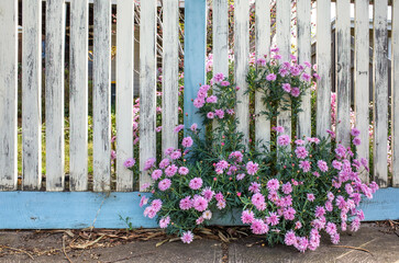 Pink flowers of Marguerite Daisy growing against a weathered white picket fence. Vibe of a romantic country cottage, feelings of nostalgia.