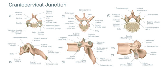 Craniocervical or craniovertebral Vector illustration, junction transitional zone between the cranium and the spine and comprises a complex balance of different elements. 