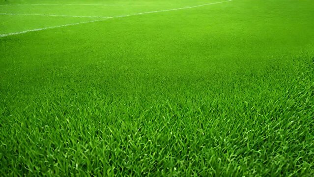 green grass background
