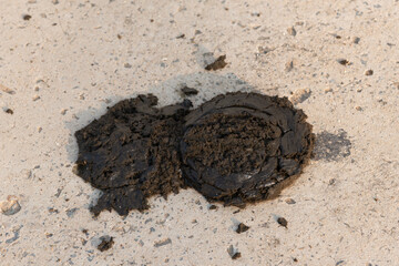 Buffalo dung lying on the concrete floor,Close up cow dung on the floor.biological fertilizer.