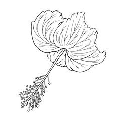 Hibiscus hand drawn sketch. Tropical flower contour for coloring. Charming hibiscus bloom isolated line art vector illustration. Aloha floral symbol hawaiian icon for logo, decoration, coloring page.