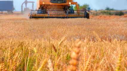 Combine harvester harvesting wheat field with amazing blue sky
