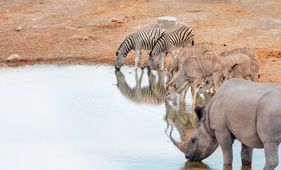 Rhino drinking water from a small lake - Zebras and Kudu  drinking water from a small lake  - Etosha National Park, Namibia