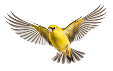 A vibrant yellow bird soars gracefully through the sky