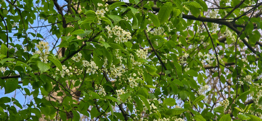 White flowers of bird cherry. Macro close-up. Copy space. Green foliage in the background.