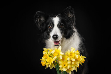beautiful dog border collie senior with daffodils on a black background in the studio portraits of senior dogs