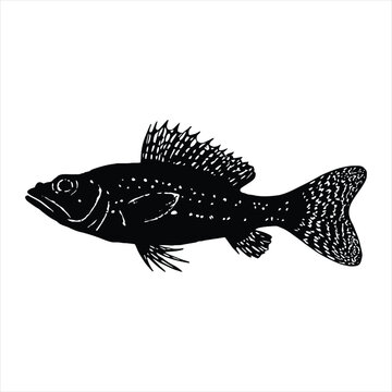 recommend clip art: Plecostomus Silhouette