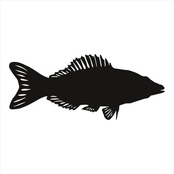 recommend clip art: Plecostomus Silhouette