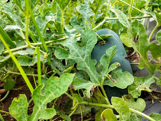 Close up. Watermelon that is still attached to its plant on the ground, ready to be cropped. Green leaf background.
