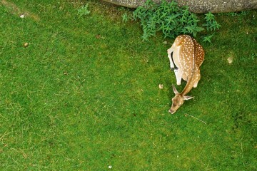 Young spotted deer resting on a field of green grass, top view