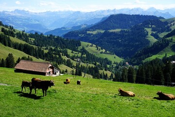 Alpine meadow with grazing cows and forested mountains in the background