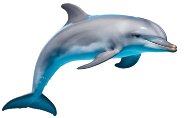 A majestic dolphin leaps high into the air, showcasing its grace and power