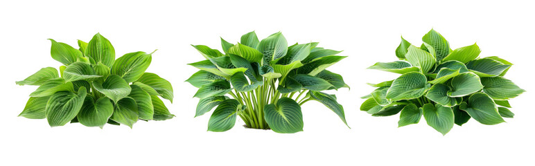 Clustered Lush Hosta Plants with Vibrant Green Leaves on Transparent Background.