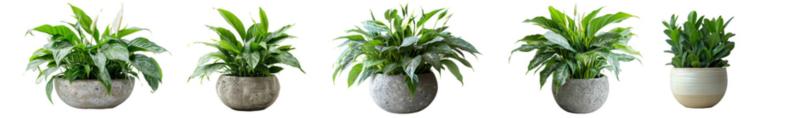 Green dieffenbachia plants in round concrete pots displaying a variety of leaf patterns and sizes - obrazy, fototapety, plakaty