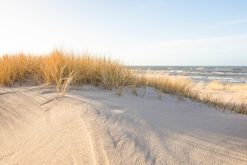 Fototapeta na wymiar Plants on the wide dune in Leba, Baltic sea. Poland. Windy weather.