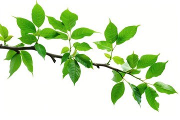 Leaf Tree. Green Tropical Tree Branch with Leaves Isolated in Natural Green Environment