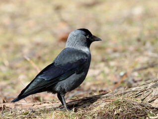 Fototapeta premium Jackdaw