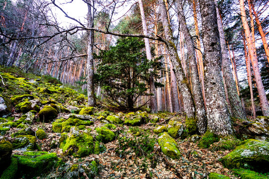 Musgo y coniferas en el Abedular
