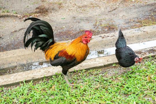 Two bantam chickens are feeding on the grass. 