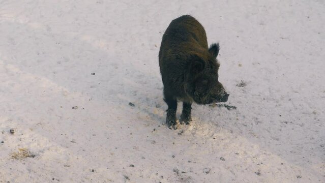 A wild boar, Sus scrofa, looking for food in a snow. 