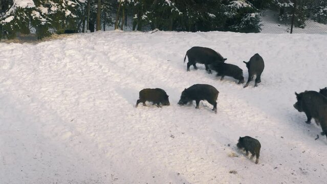 wild boars, Sus scrofa, in winter, looking for food in the snow. A wild boar digs snow with its snout. On a deep snow, cold winter morning, wild animals footage. 