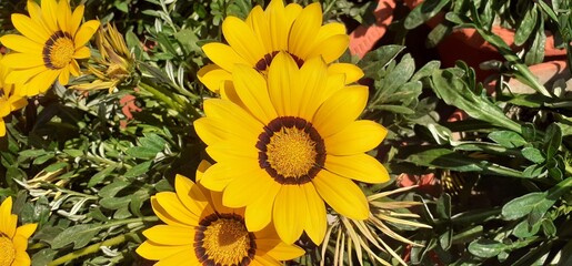 Obraz premium Yellow Gazania rigens Flowers Blooming on Green Leaves Background