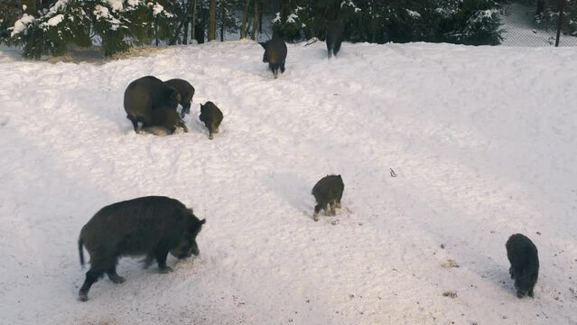 View of a herd of wild boar by a snowy road in rural Canada.