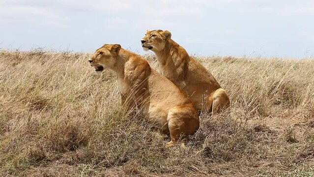 Two lionesses are sitting in the grass in the savannah. Tanzania. Serengeti National Park.