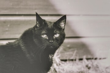 Black cat portrait in black and white style.