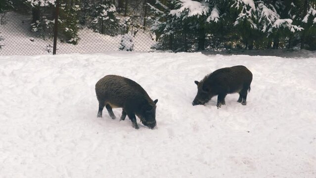 Two wild boar, Sus scrofa, looking for food in a snow. European nature in winter. 