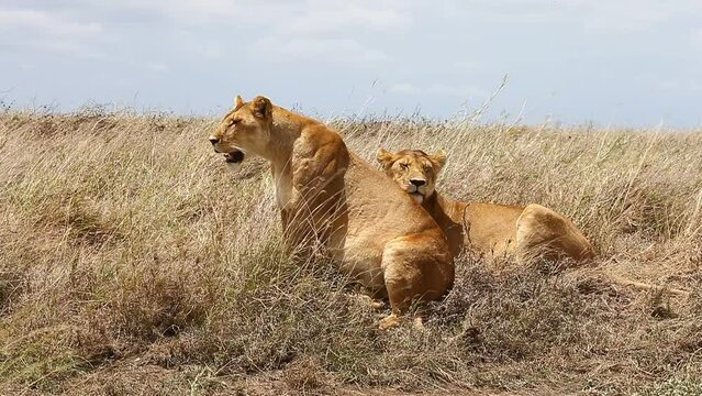 Two lionesses in the grass in the savannah. Tanzania. Serengeti National Park.