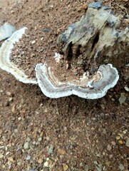 tree mushroom with brown soil background