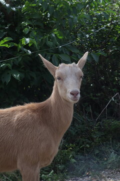 goat in the road