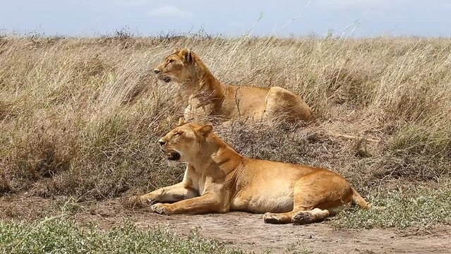 Two lionesses are lying in the grass in the savannah. Tanzania. Serengeti National Park.