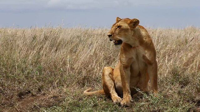 Lioness is sitting in the grass in the savannah. Tanzania. Serengeti National Park.