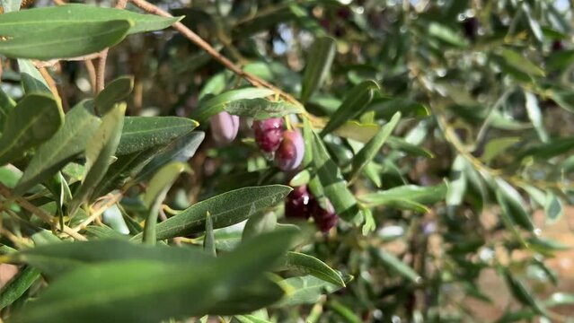 Zoom in, Purple olives hanging from tree, eye level Fresh drops of spring rain sparkle beautifully on wet branches. Healthy olive oil production. Mediterranean agricultural background in 4K resolution