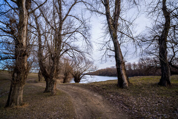 Obraz premium late autumn landscape, forest on the river bank, old trees and withered leaves and grass, cloudy weather
