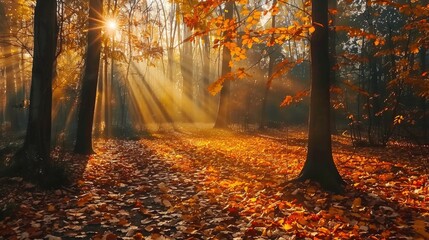 Fototapeta premium Autumn forest with leaves and light filtering through the canopy.