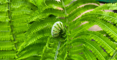 A fern curl. Small curls of fern. The young leaves of the fern began to bloom. The fern snails in...