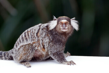 common marmoset (Callithrix jacchus), isolated, standing on a white wall