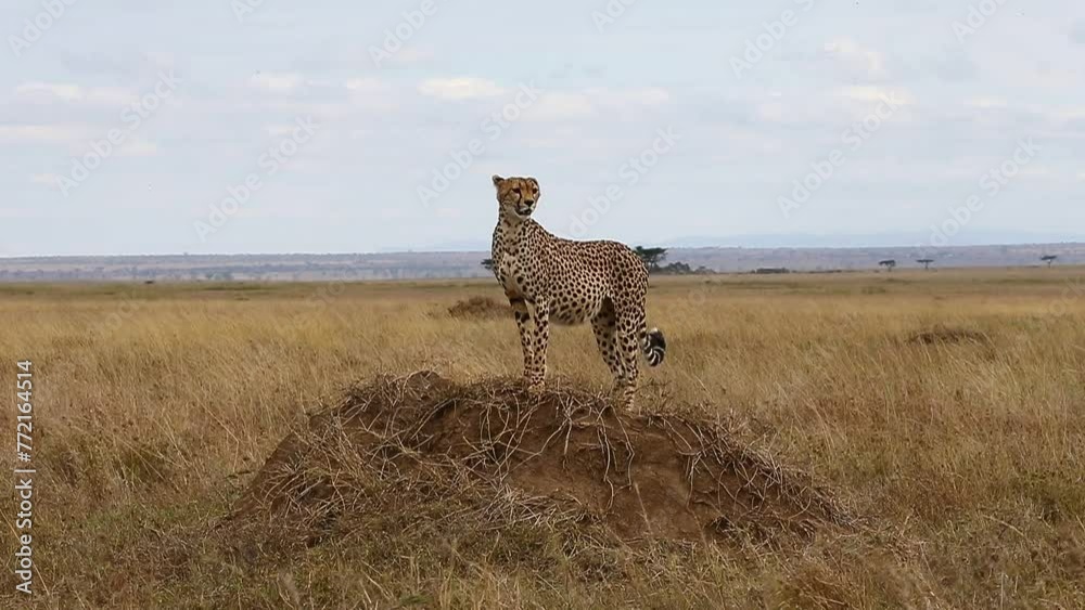 Sticker Cheetah is sitting on a low hill against the backdrop of the savannah. Tanzania. Serengeti National Park