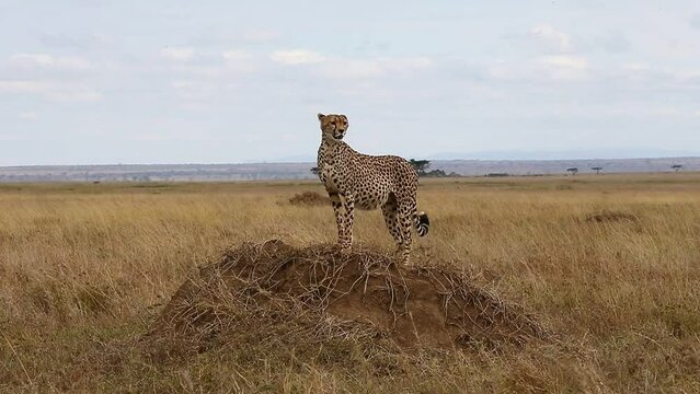 Cheetah is sitting on a low hill against the backdrop of the savannah. Tanzania. Serengeti National Park