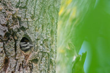 Great spotted woodpecker on nest (Dendrocopos major)