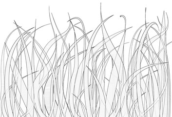 Brins d’herbe sur fond blanc 
