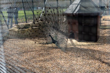 peacock in the city park 